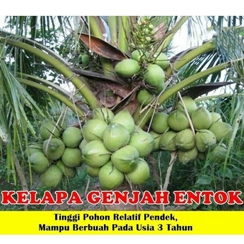 Bibit Kelapa Hibrida Entok Bibit Kelapa Entok Super Cepat Berbuah