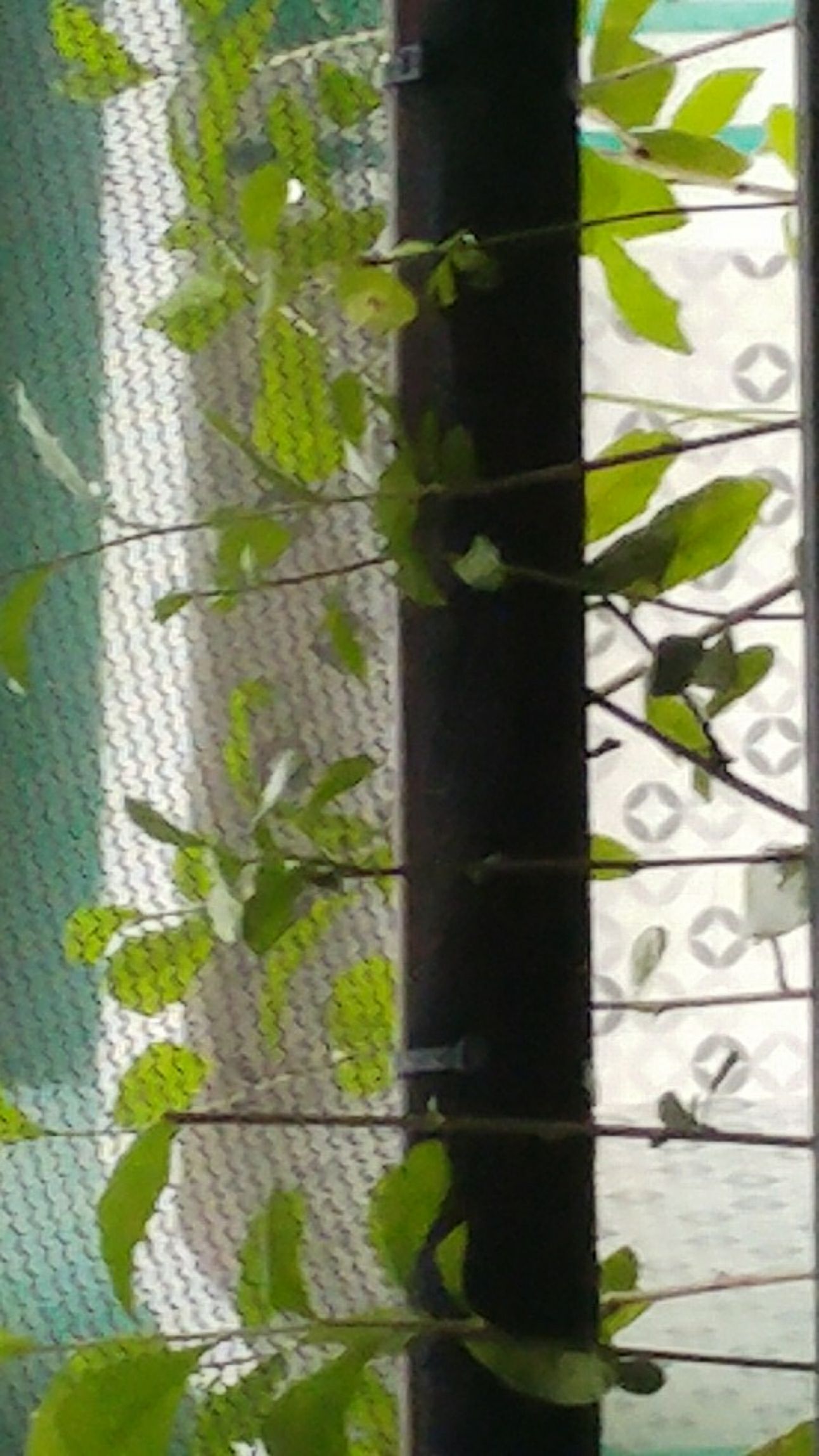 Pohon Lee Kwan Yew / Likuanyu Perbatang