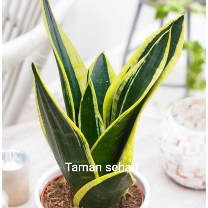 TANAMAN SENSIPERA SUPERBOL