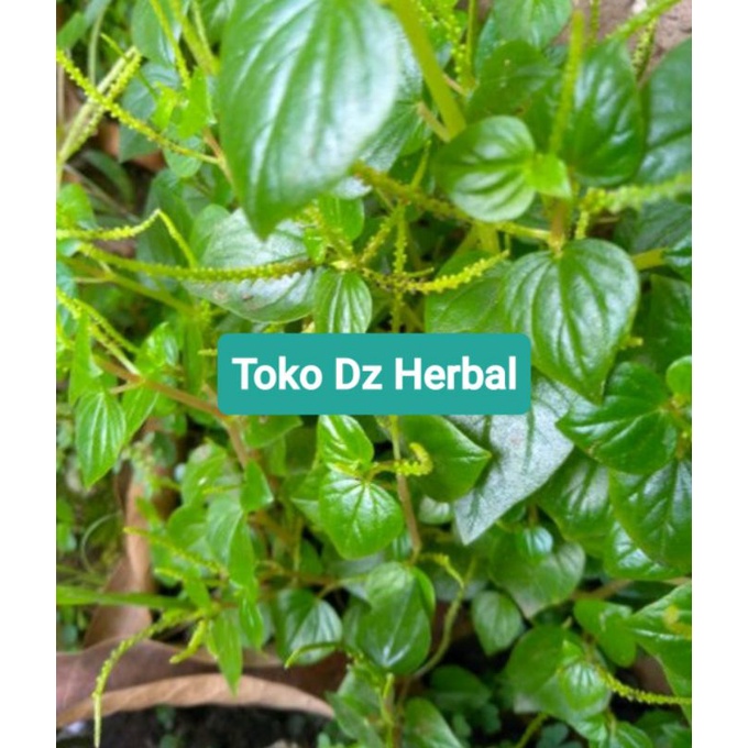 

Paket 500 gram daun Ketumpang air suruhan sirih cina sirih bumi fresh-az