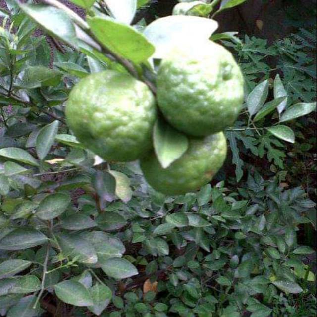 BIBIT JERUK LIMAU BERBUAH