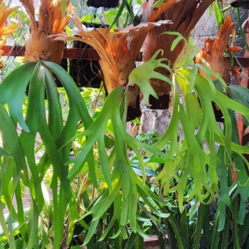 Tanaman hias paku tanduk rusa ukuran kecil, sedang, besar
