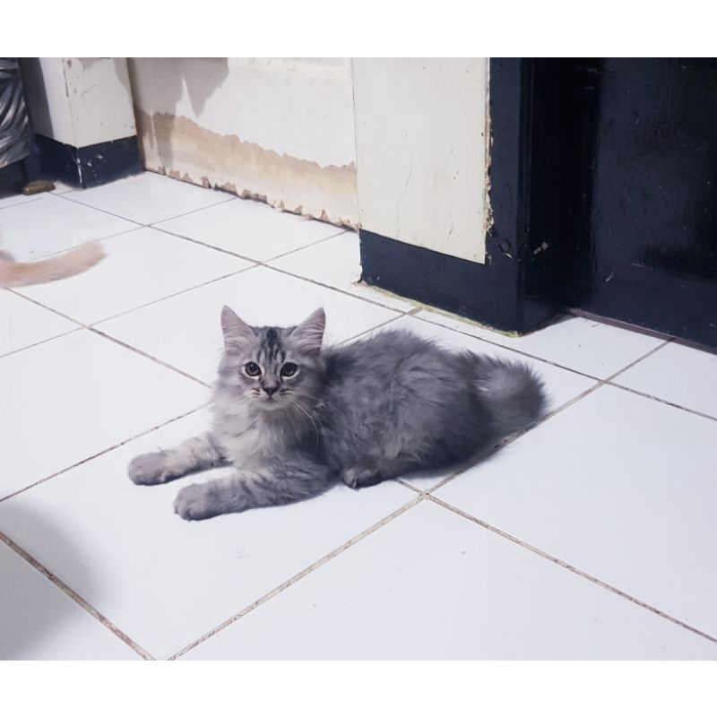 Kucing Persia Anggora 3 bulan Jantan Abu