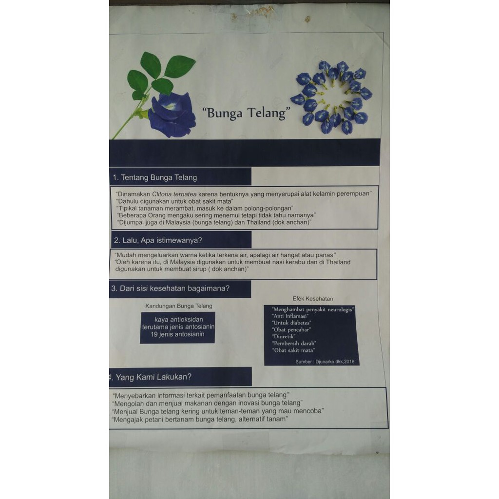 Teh Biru Bunga Telang Herbal Kesehatan 50 G Shopee Indonesia