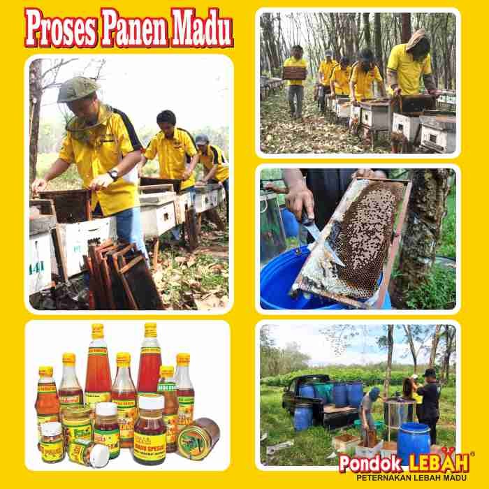 

G02G Madu Super 600Cc Pondok Lebah Ds5Gh