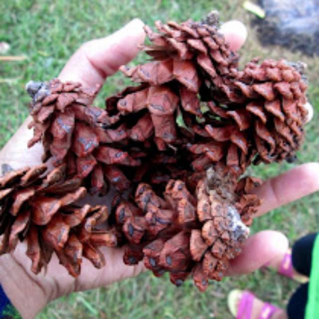 Bunga Pinus Kering Pinecones Rustic Strobilus kering Dried9