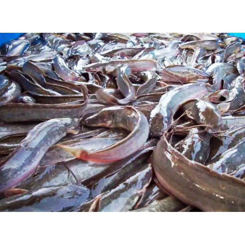 

Ikan Segar - Ikan Lele 500 gr