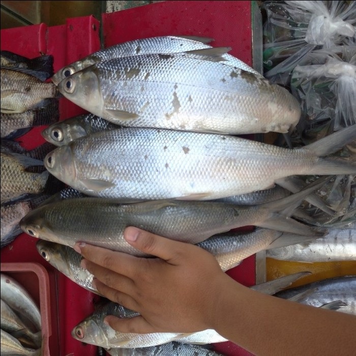 

Ikan Bandeng Segar 1kg /ekor