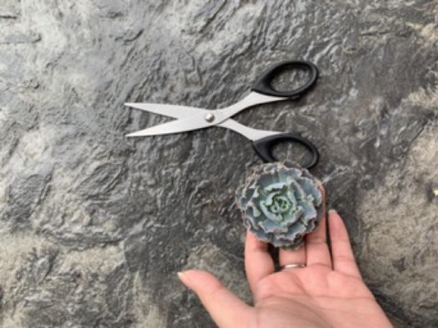 Sukulen Murah Dan Hemat Dengan Berbagai Macam Variant Sudah Termasuk Pot 10cm