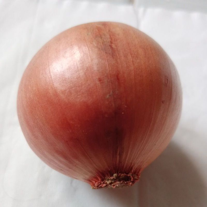 

Bawang Bombay Super