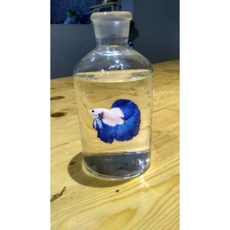 

cupang blue rim