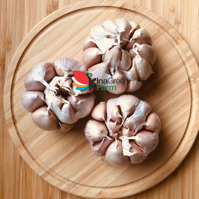 

Berkualitas Inagreen Farm Bandung Bawang Putih 250 Gram