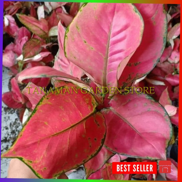 tanaman hias aglaonema red anjamani