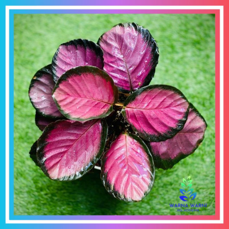 kalatea crimson /kalatea/kalatea murah/calathea/calathea crimson/kalatea paket promo/kalatea paket