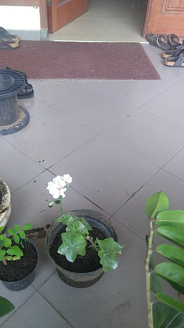 Tanaman Hias Geranium Merah Putih Pink Salem