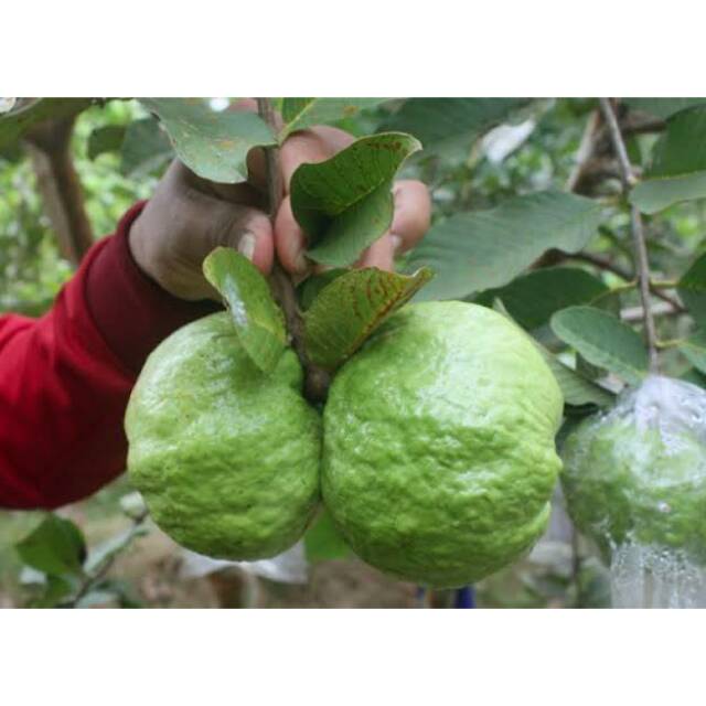 

Jambu kristal non biji