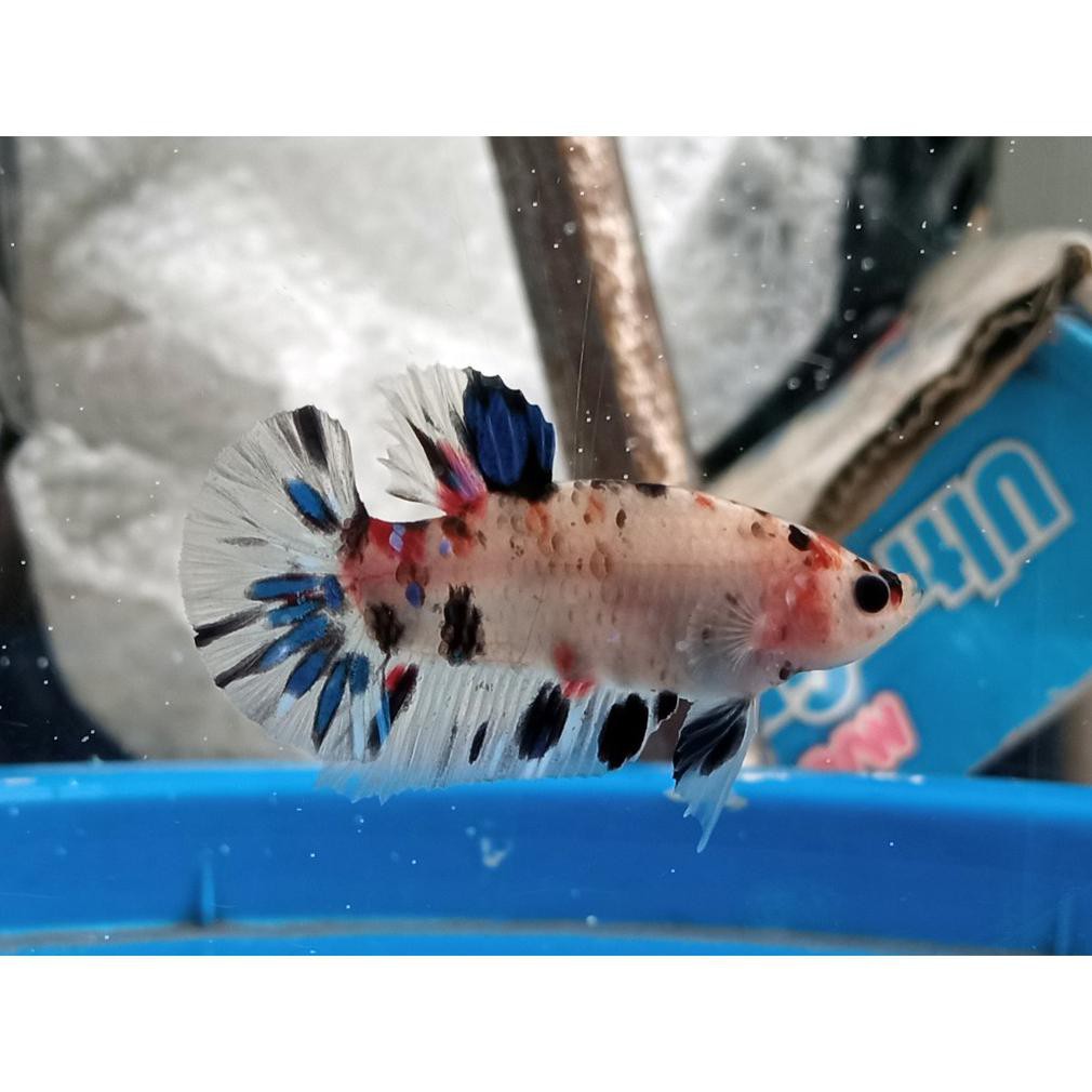 Ready Ikan Cupang Hias Nemo Galaxy Multicolor