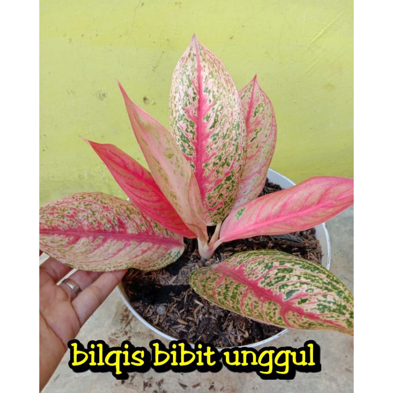 bunga aglonema pink legacy / pink legacy tulang ikan