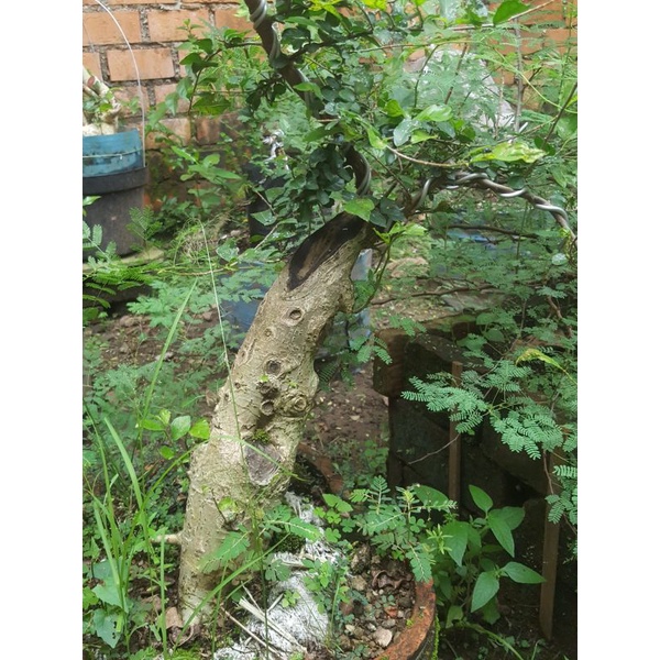 BONSAI POSPEK SERUT/STREBLUS ASPER REALPICT