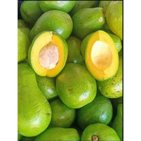 

buah alpukat mentega