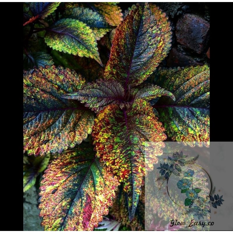 Tanaman Hias Miana/Coleus Gold Batik jawer kotok PREMIUM