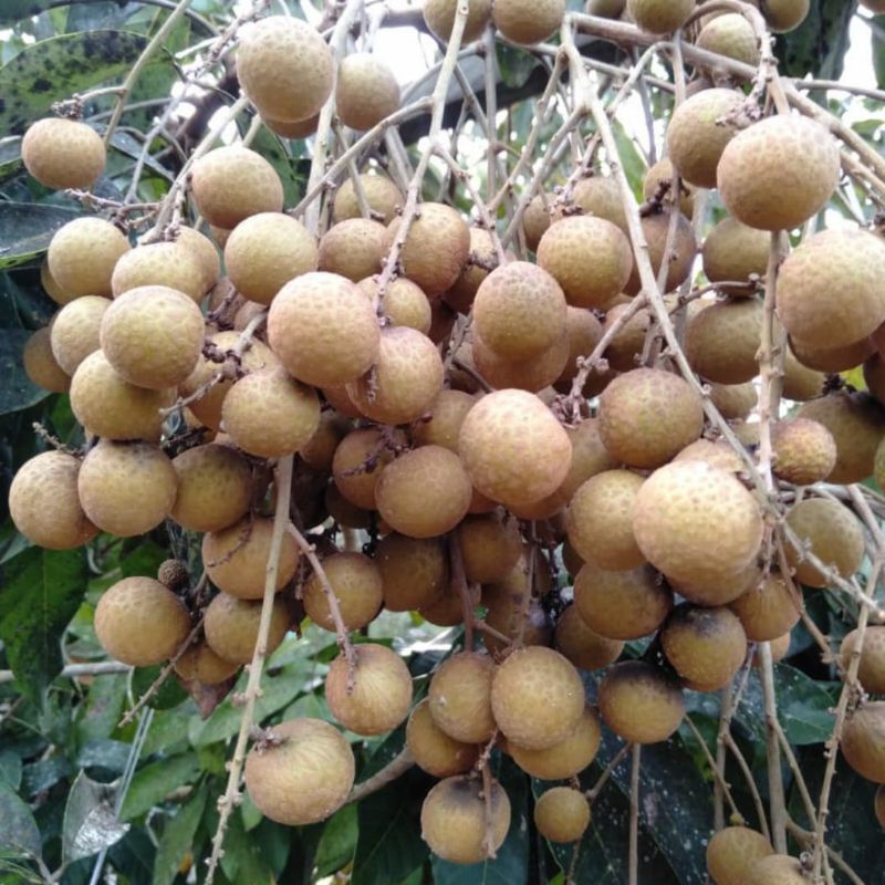 Booster Kelengkeng 250 Gram untuk menumbuhkan bunga dan buah lengkeng