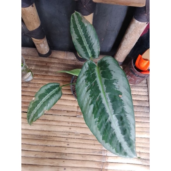 homalomena silver