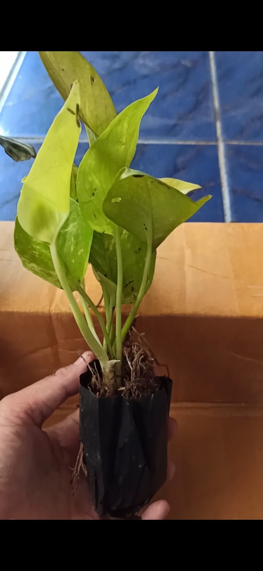 Tanaman Srigading Lemon - Sirih Gading Lemon - Srigading Love