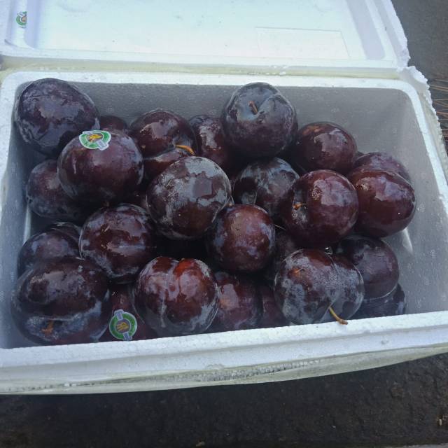 

Buah PLUM SEGAR