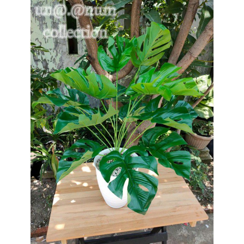 pohon monstera latex artificial//Monstera ekor naga imitasi//pohon hias monstera plastik