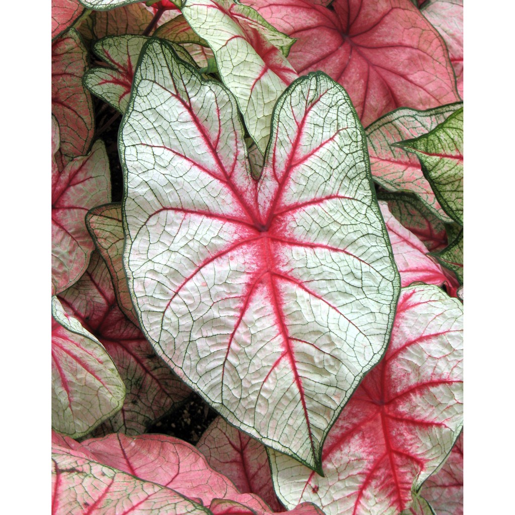 UMBI/BONGGOL Umbi Caladium White Queen - Caladium Thailand