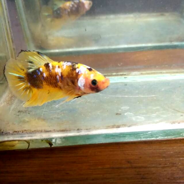 Cupang Hias Giant Yellow Koi