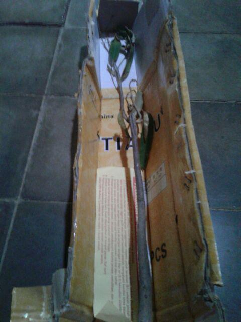 Kw Asli Bibit Durian Montong Unggul An2