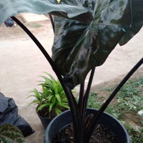 TANAMAN TALAS HITAM / KELADI HITAM/ PENANGKAL