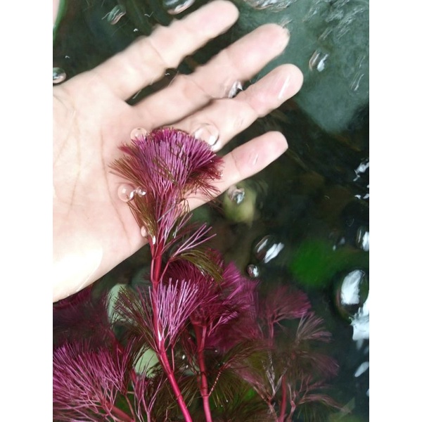 Cabomba super red tanaman aquascape