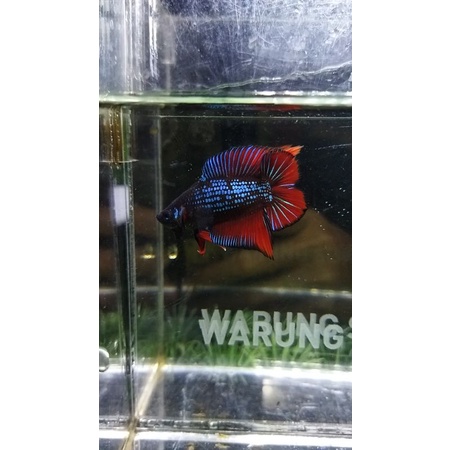CUPANG PK DOUBLE TAIL/DTPK/PKDT AVATAR GORDON  100%REALPICT - SESUAI FOTO