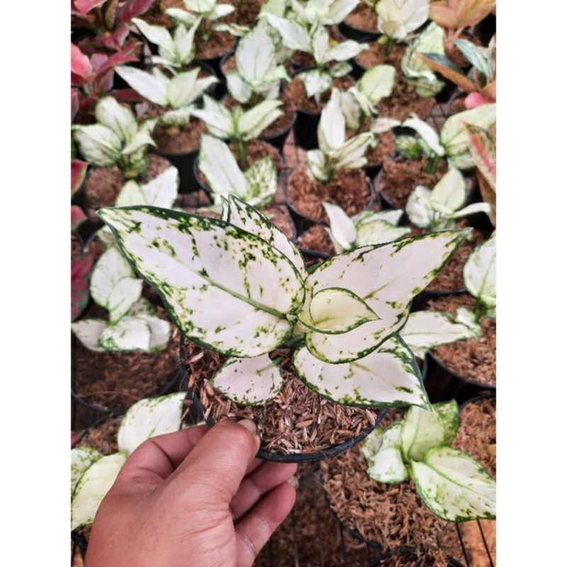 aglonema anakan super white