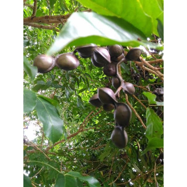 

Jengkol Belom Dikupas 100gram