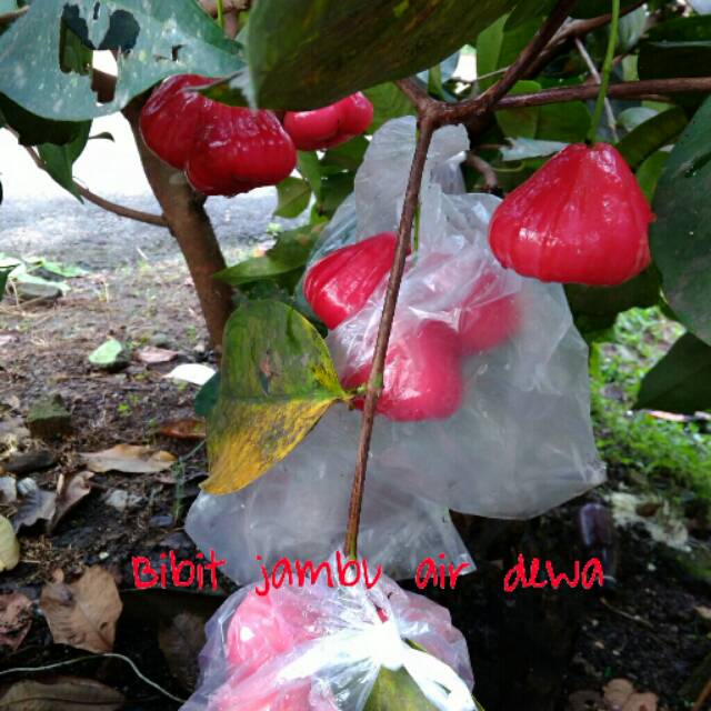 

Bibit jambu air dewa