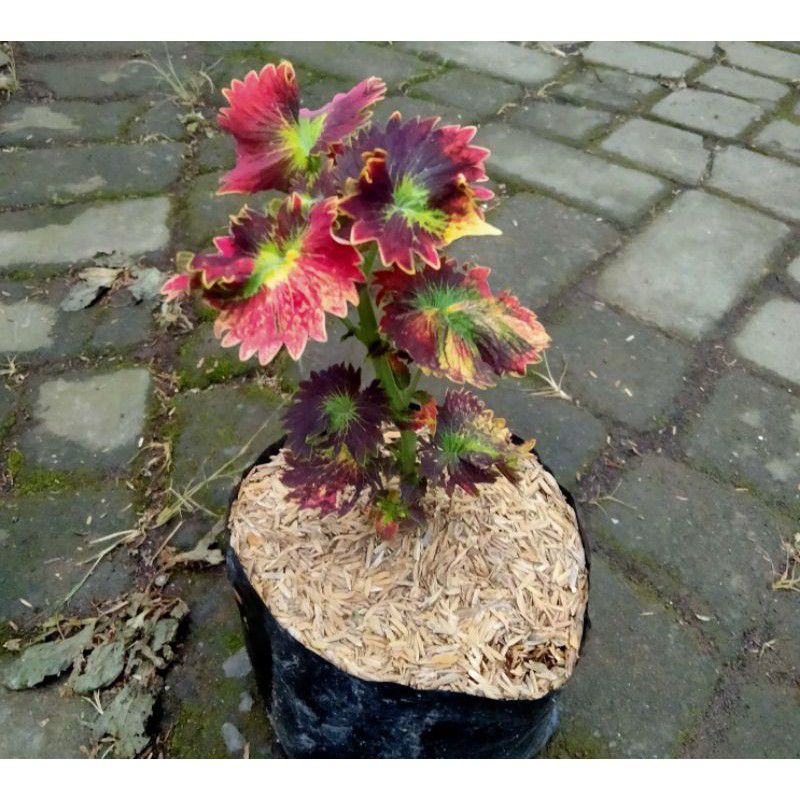 Tanaman hias - bibit bunga miana Iler No.7