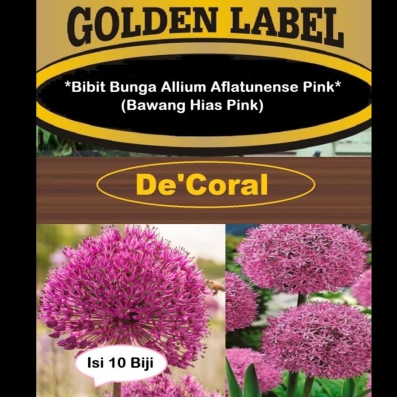 Bibit Bunga Allium Aflatunense Pink | Benih Bawang Hias Pink