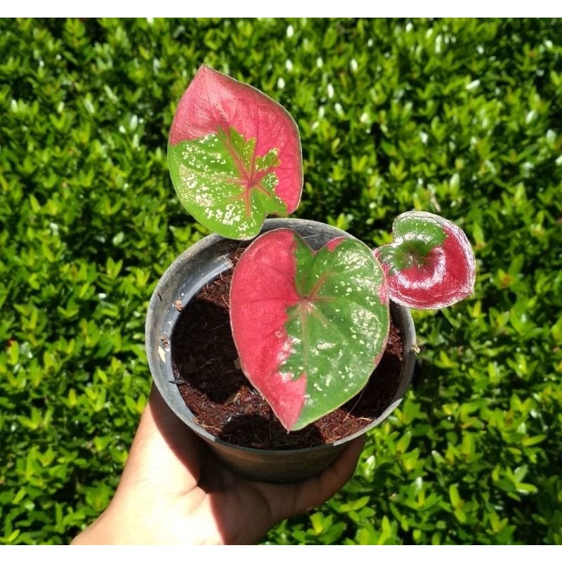 Tanaman Hias Keladi Baret / Tanaman Hias Anakan Keladi Baret Murah / Bunga Hidup / Bunga Hias Murah