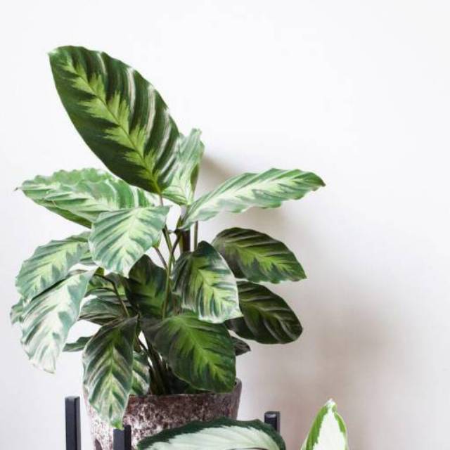 Tanaman hias calathea intratuin