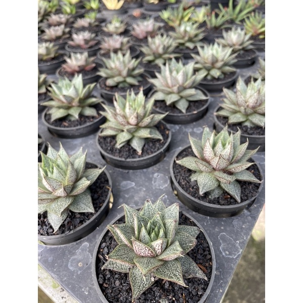 haworthia purposum hybrid