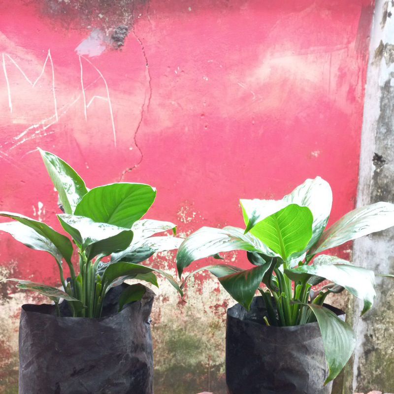 Spathipyllum Sepatu Filum Bangkok