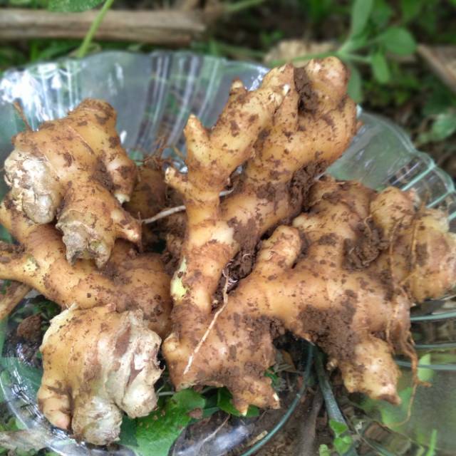 

Jahe emprit segar/ 500grm sehat organik