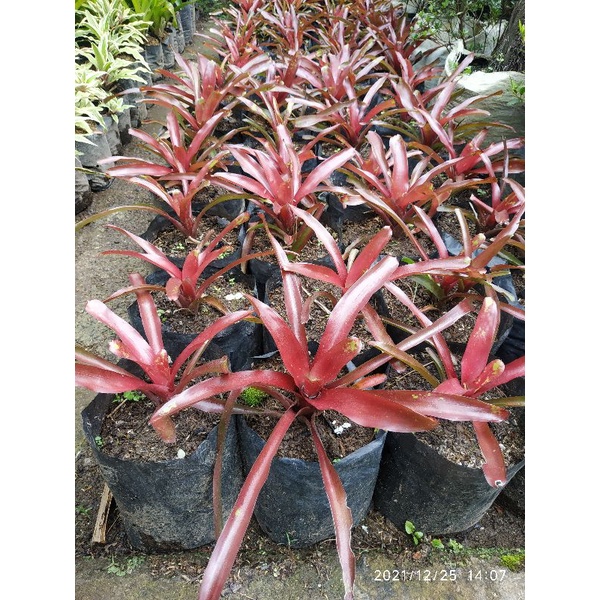 Tanaman Bromolia Merah