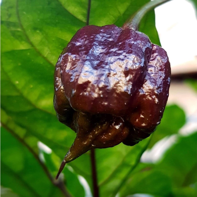 BS-BYL Bibit Cabe Hias Pelangi Benih Tanaman Sayuran Cabai Carolina Reaper Merah Bolivian Rainbow Katokkon Numex Giant Raksasa Sweet Italian Ungu Hitam-CH CAROLINA PURPLE