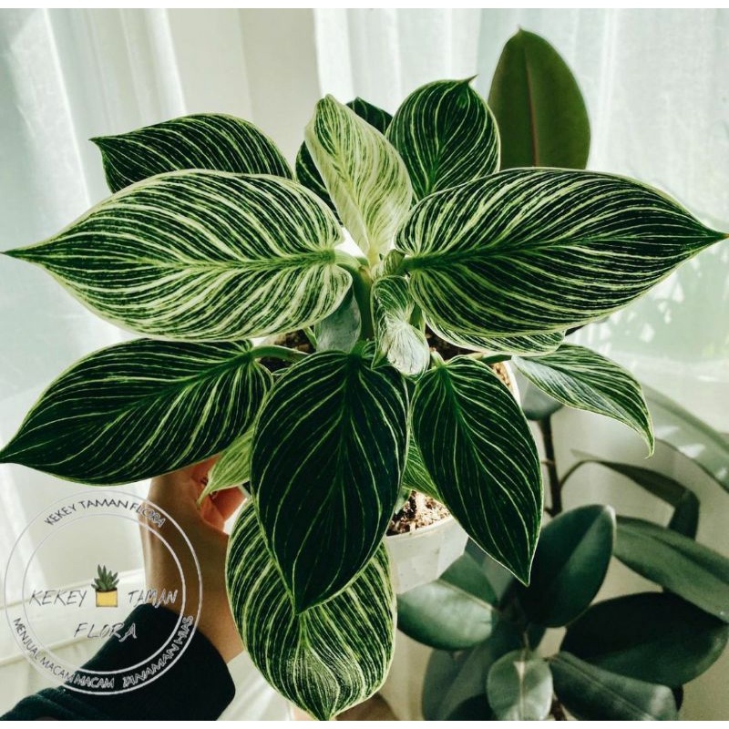 Tanaman Hias Philodendron Birkin - Philodendron Birkin