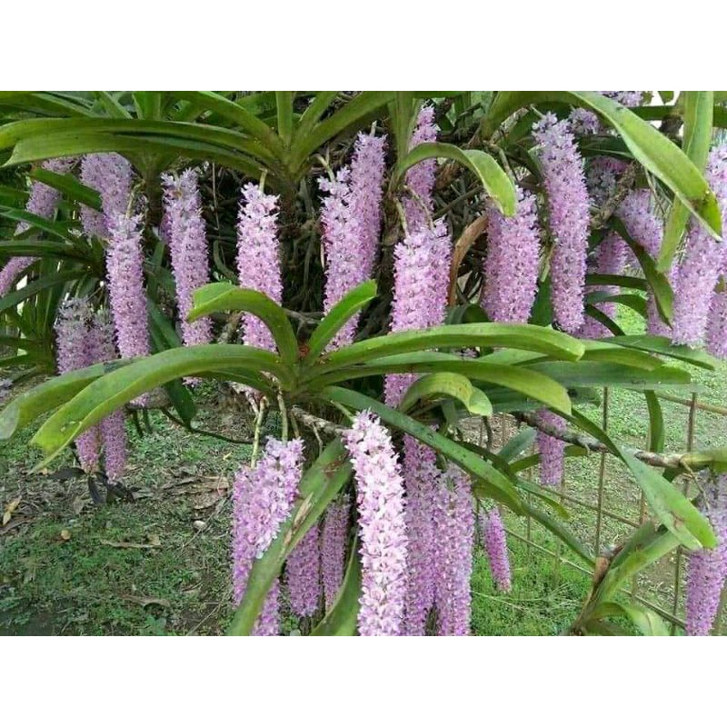 5 vanda rycontailis retusa siap bunga